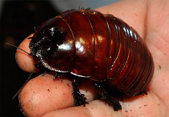호주 코뿔소 바퀴벌레는 세계에서 가장 크고 무거운 바퀴벌레 중 하나입니다.