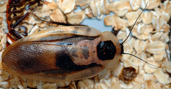 De Dead Head-kakkerlak heeft dezelfde naam in zowel het Russisch als het Engels.