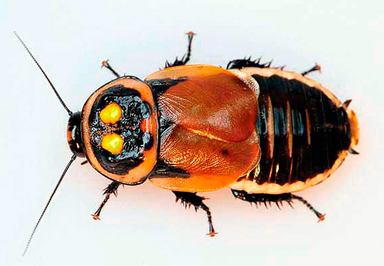 De heldere vlekken op het halsschild van deze kakkerlak lijken erg op de koplampen van een auto.