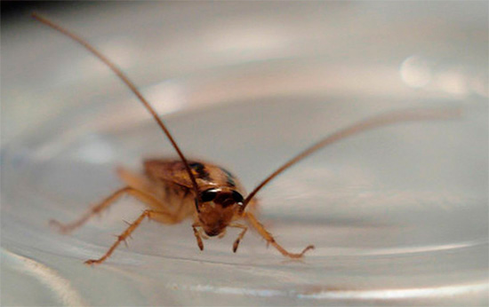 Och här är kackerlackans antenner - det verkar, varför inte likheten med en mänsklig mustasch? ..