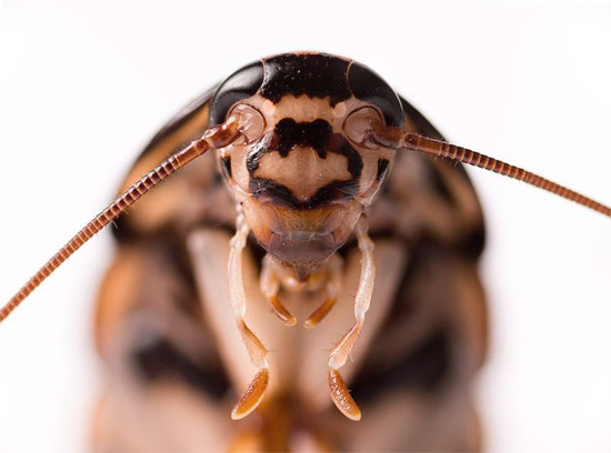 scarafaggio baffuto