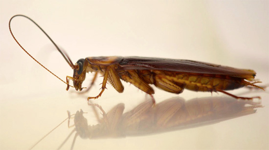 I baffi a forma di scarafaggio generalmente anonimo sono la caratteristica più caratteristica del suo aspetto.