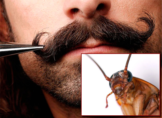 Strikt genomen is er niet zo veel gemeen tussen de snor van een man en een kakkerlak ...