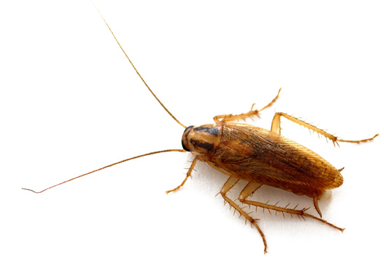 In het Duits is snor Schnurrbart, wat waarschijnlijk de reden is waarom kakkerlakken soms Shuriks worden genoemd.