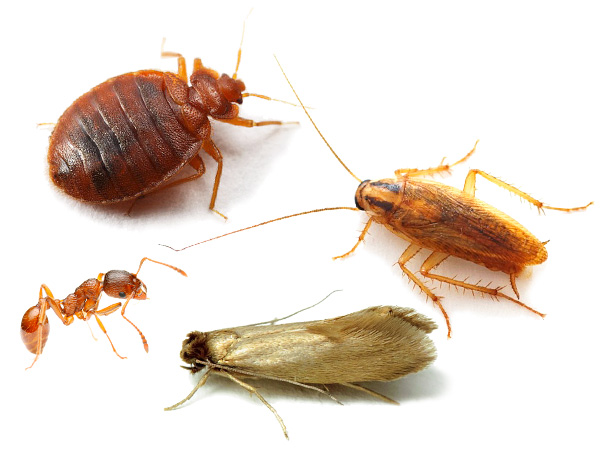 Aflam cum sa controlam corect insectele intr-o casa, apartament sau casa de tara folosind metode moderne si agenti insecticizi ...