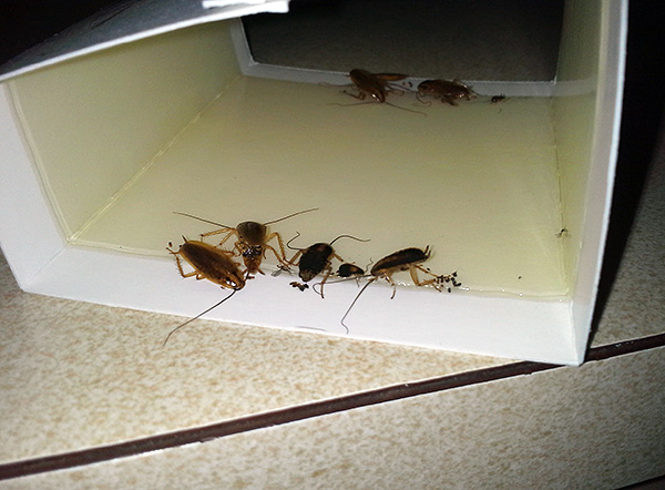 Kleefvallen zijn zeer effectief tegen kakkerlakken en mieren (als er in het algemeen niet veel van deze insecten zijn).