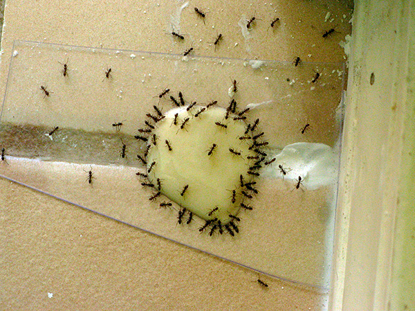تجمع النمل المنزلي حول الطُعم المسموم.