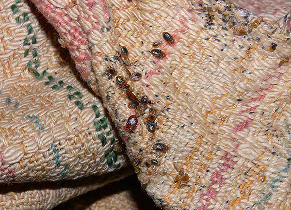Fotoğraf, döşemeli mobilyaların kıvrımlarında bir yatak böcek yuvası göstermektedir.