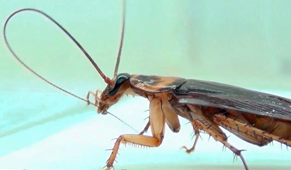 Racun serangga boleh memasuki badan lipas apabila serangga membersihkan, contohnya, antenanya.