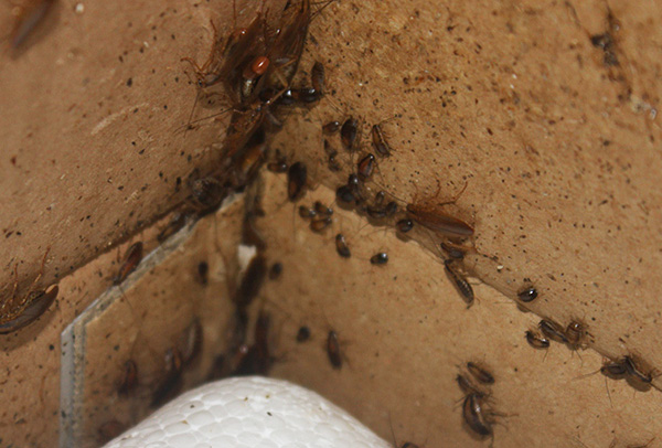SES a volte conduce ancora il controllo dei parassiti nei casi più gravi, quando gli scarafaggi sono presenti in gran numero in quasi tutti gli appartamenti della casa.