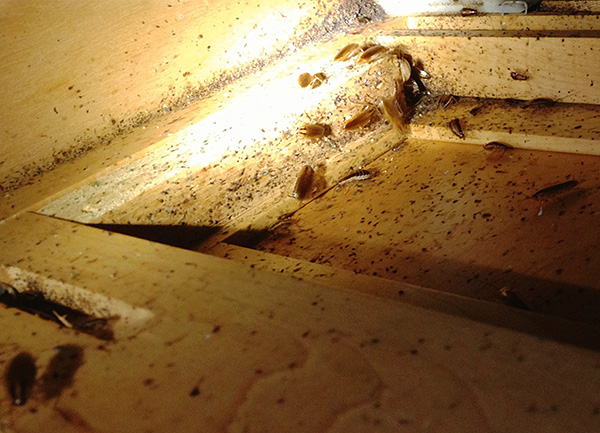 La foto mostra un nido di scarafaggi nei mobili