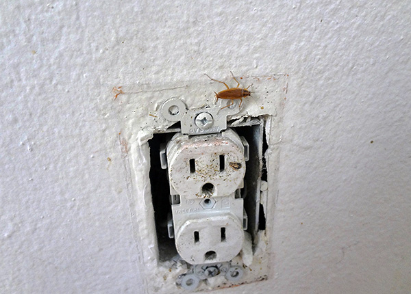 Genellikle haşere kontrol hizmetleri komşuların hamamböceği olup olmadığıyla ilgilenir.