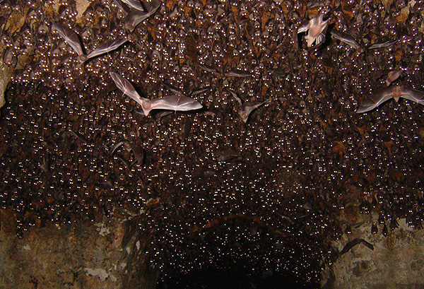 Secara semula jadi, populasi pepijat penghisap darah boleh ditemui di gua kelawar.