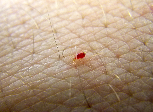 Một ấu trùng rệp đã uống máu.