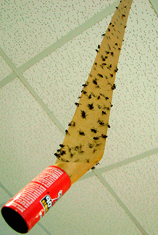 Benzile lipicioase sunt eficiente nu numai împotriva muștelor de casă, ci și împotriva fluturilor, moliile de mâncare și moliile de haine, precum și împotriva muschilor mici.