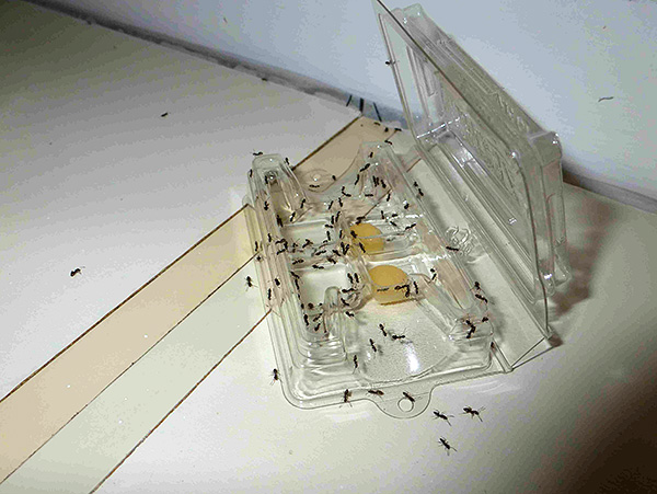 바퀴벌레와 집개미를 위한 살충제 트랩은 손으로 쉽게 만들 수 있습니다.