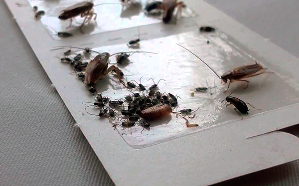 사진은 바퀴벌레에 대한 접착제 트랩의 예를 보여줍니다.