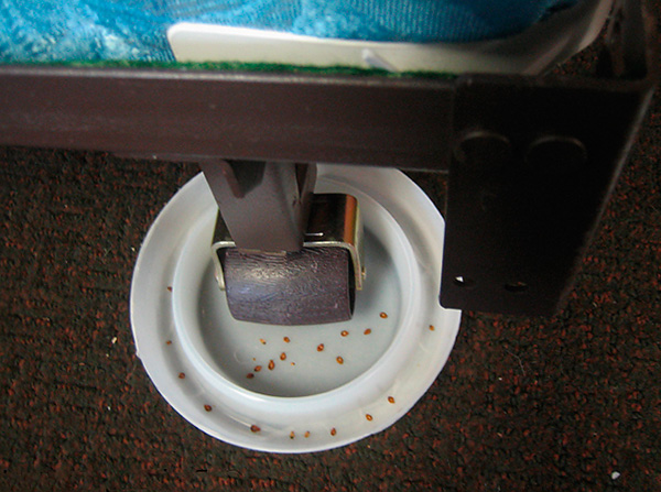 침대 다리 아래에 접착제 트랩을 설치하면 침대 벌레가 잠자는 사람을 물지 못하게 됩니다.
