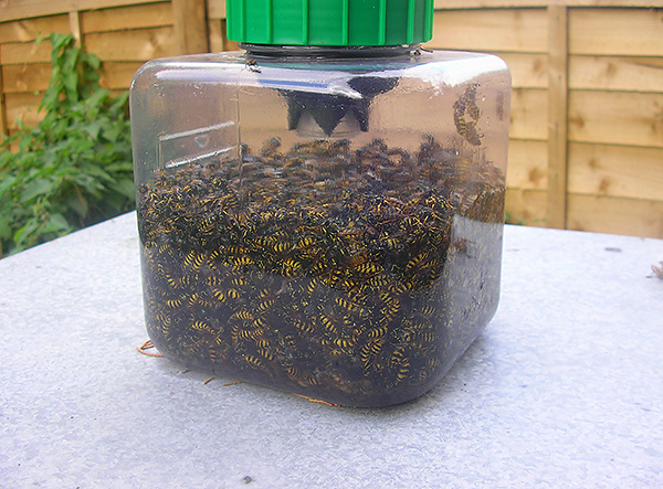 Un exemplu de capcană mecanică pentru viespi făcută dintr-o sticlă de plastic.