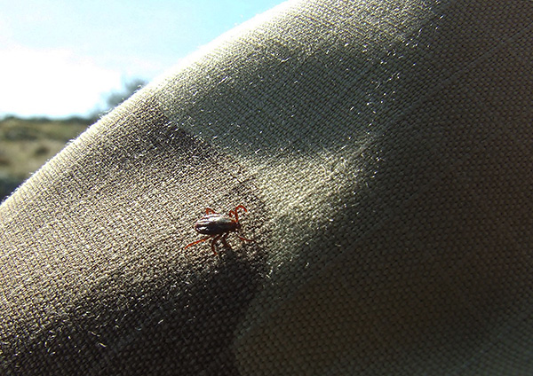 แม้เพียงสัมผัสกับเสื้อผ้าที่รักษาด้วยสารไล่แมลง เห็บก็ตายอย่างรวดเร็ว