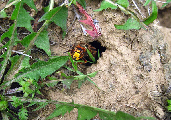 Wanneer u naar de natuur vertrekt, moet u er rekening mee houden dat wespen en horzels hun nest recht in de grond kunnen regelen.