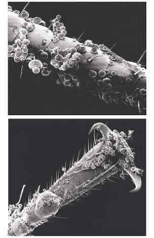 Các vi nang của sản phẩm bám dính khá tốt trên các lớp màng bọc của rệp ...