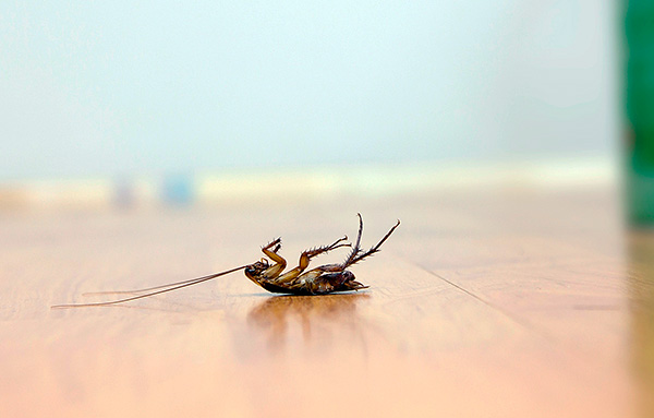 Otkrivamo uz pomoć kakvog otrova možete stvarno brzo i učinkovito uništiti žohare u stanu ...