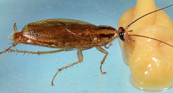 บนพื้นฐานของผงยาฆ่าแมลงคุณสามารถเตรียมเหยื่อพิษได้อย่างอิสระ
