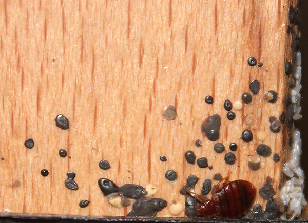 Chấm đen trên đồ đạc là phân của rệp.