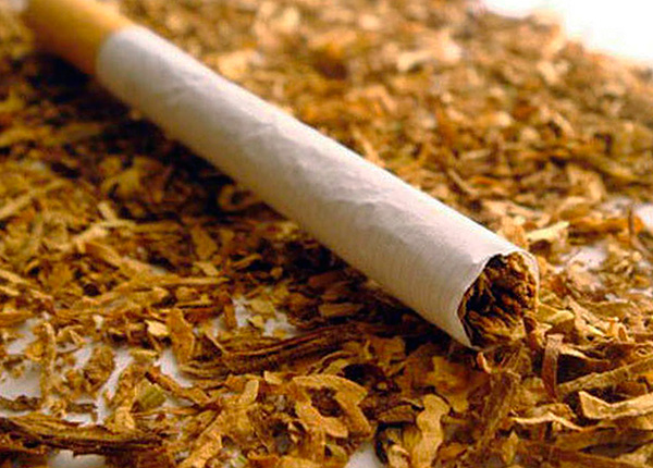 Tembakau (lebih khusus, nikotin yang terkandung di dalamnya) adalah racun serangga yang sangat berkesan.