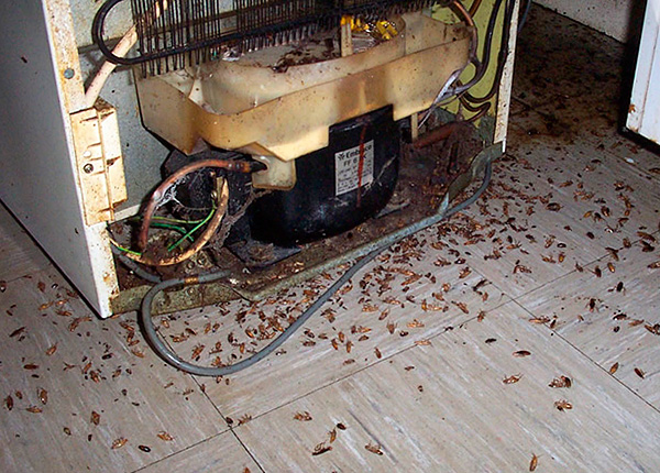 In gevorderde gevallen moeten insectendodende sticks worden gecombineerd met kakkerlakkengels en aerosolpreparaten.