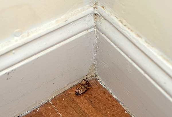 Enkele individuen van ongedierte, die bijvoorbeeld van buren binnendringen, zijn gedoemd tot de dood na contact met deeltjes van een insectendodende stok.