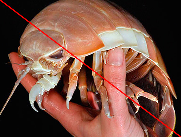Isopod gergasi bukanlah kutu kayu, walaupun ia sangat serupa dari segi rupa.
