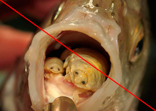 Korýši, kteří parazitují na jazyku ryb, nejsou přísně vzato dřevní vši, i když jsou jim velmi podobní.