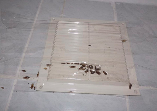 Foto menunjukkan contoh bagaimana gerombolan kutu kayu cuba memasuki apartmen dari loteng rumah melalui sistem pengudaraan yang dimeterai dengan pita pelekat.