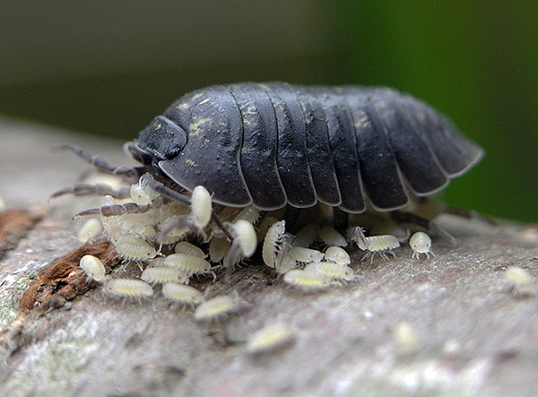 larven van pissebedden