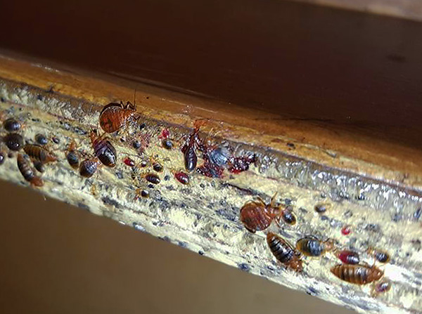 Ahşap mobilyalarda yatak böcek yuvası örneği