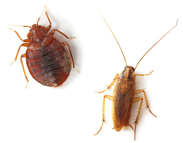 Ecokiller funziona in modo abbastanza affidabile anche nei casi in cui la popolazione di scarafaggi o cimici dei letti è resistente agli insetticidi standard.