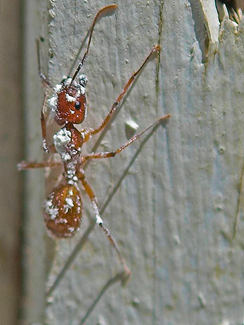 النملة مغطاة بالتراب الدياتومي