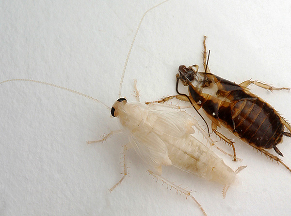 Αμέσως μετά το molting, οι κατσαρίδες είναι πιο ευάλωτες, επομένως κρύβονται σε απόμερα μέρη.