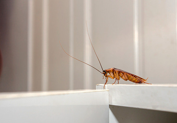 Gli scarafaggi bianchi di recente muta sono generalmente un po' meno mobili delle loro controparti rosse.