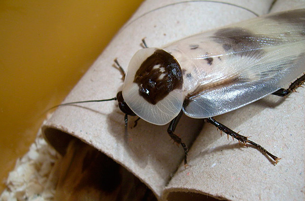 Reuzenkakkerlak (Blaberus giganteus)