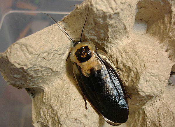 Dode hoofd kakkerlak (Blaberus craniifer)