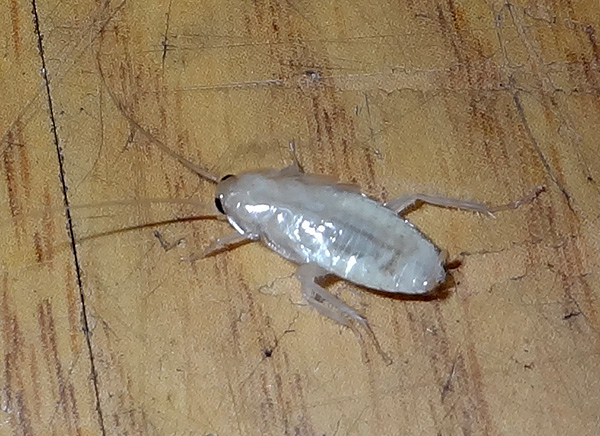 일반적으로 이러한 흰 바퀴벌레는 드물게 발견되지만 가끔 이런 일이 발생합니다.