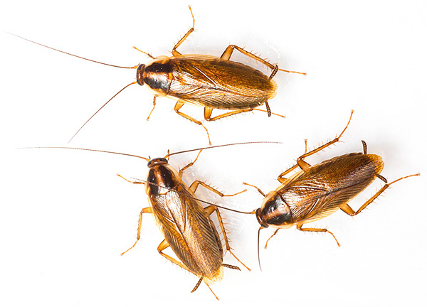 Il colore caratteristico degli scarafaggi rossi è dovuto alla presenza nella loro cuticola di pigmenti speciali del gruppo della melanina.