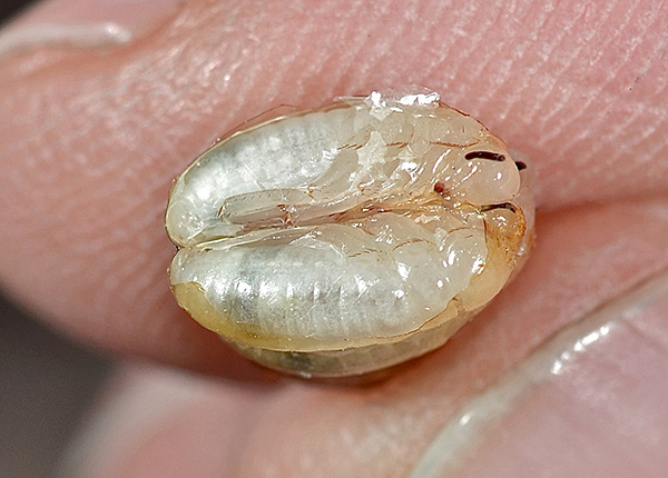 Larva prusak dalam telur