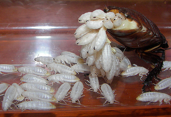 La femmina di scarafaggio del Madagascar produce decine di piccole larve bianche.