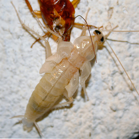 Vylévající larva (nymfa) Prusaka