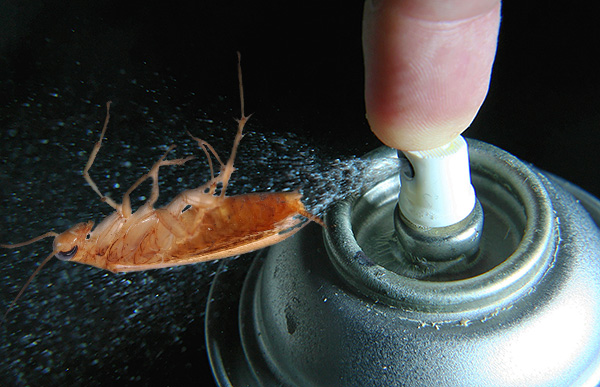 เราพบว่า Dichlorvos สมัยใหม่มีประสิทธิภาพเพียงใดในการต่อต้านแมลงสาบ ...