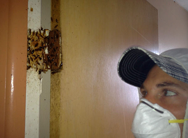 Un efect deosebit de ridicat este dat de tratarea gândacilor cu Diclorvos.